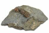 Rare, Pelagic Trilobite (Cyclopyge) With Snail - Huge Eyes #376899-2